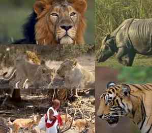 PM Modi calls for wildlife conservation, lauds India's rich biodiversity