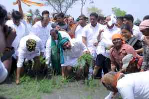 K'taka BJP chief takes to paddy transplanting; seeks farmer-centric budget