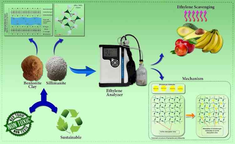 IIT Roorkee's Eco-Packaging Extends Fresh Produce Shelf life by One Week